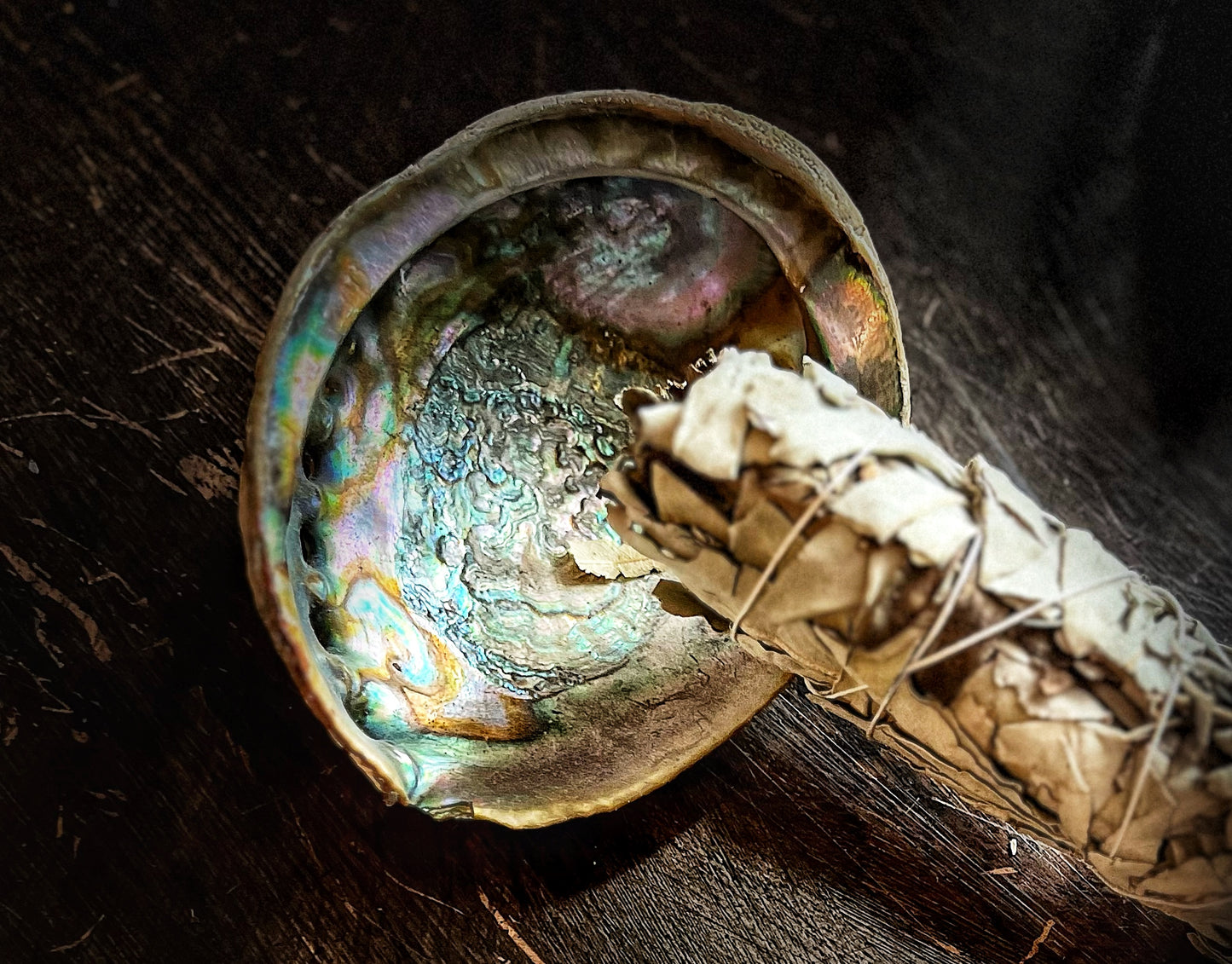 Abalone Shell 6”