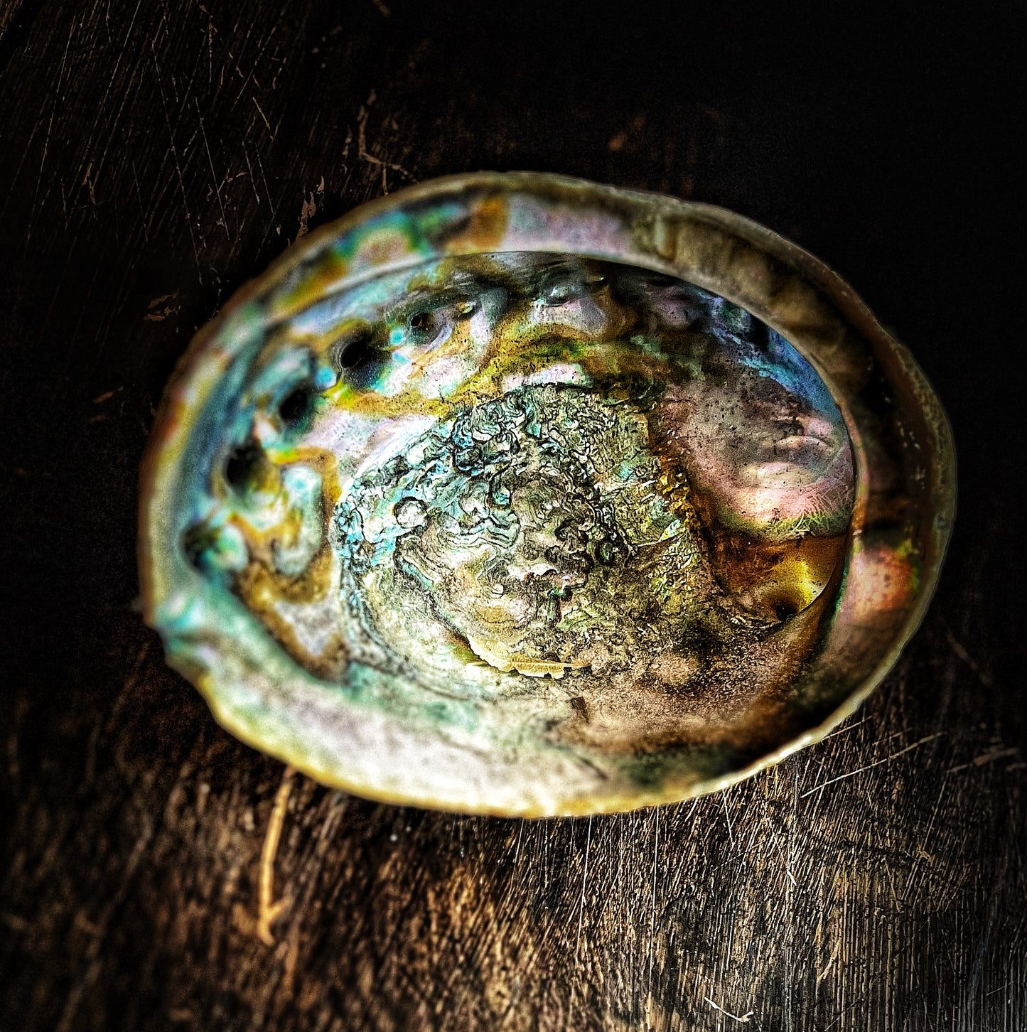 Abalone Shell 6”