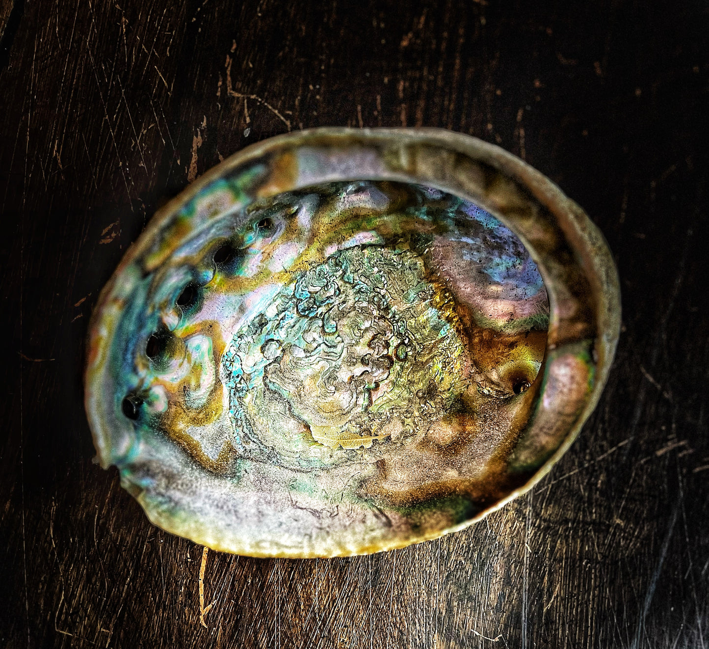 Abalone Shell 6”