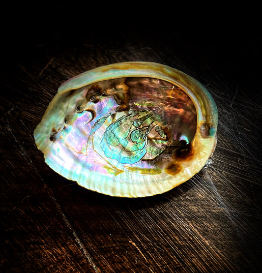 Abalone Shell 4”