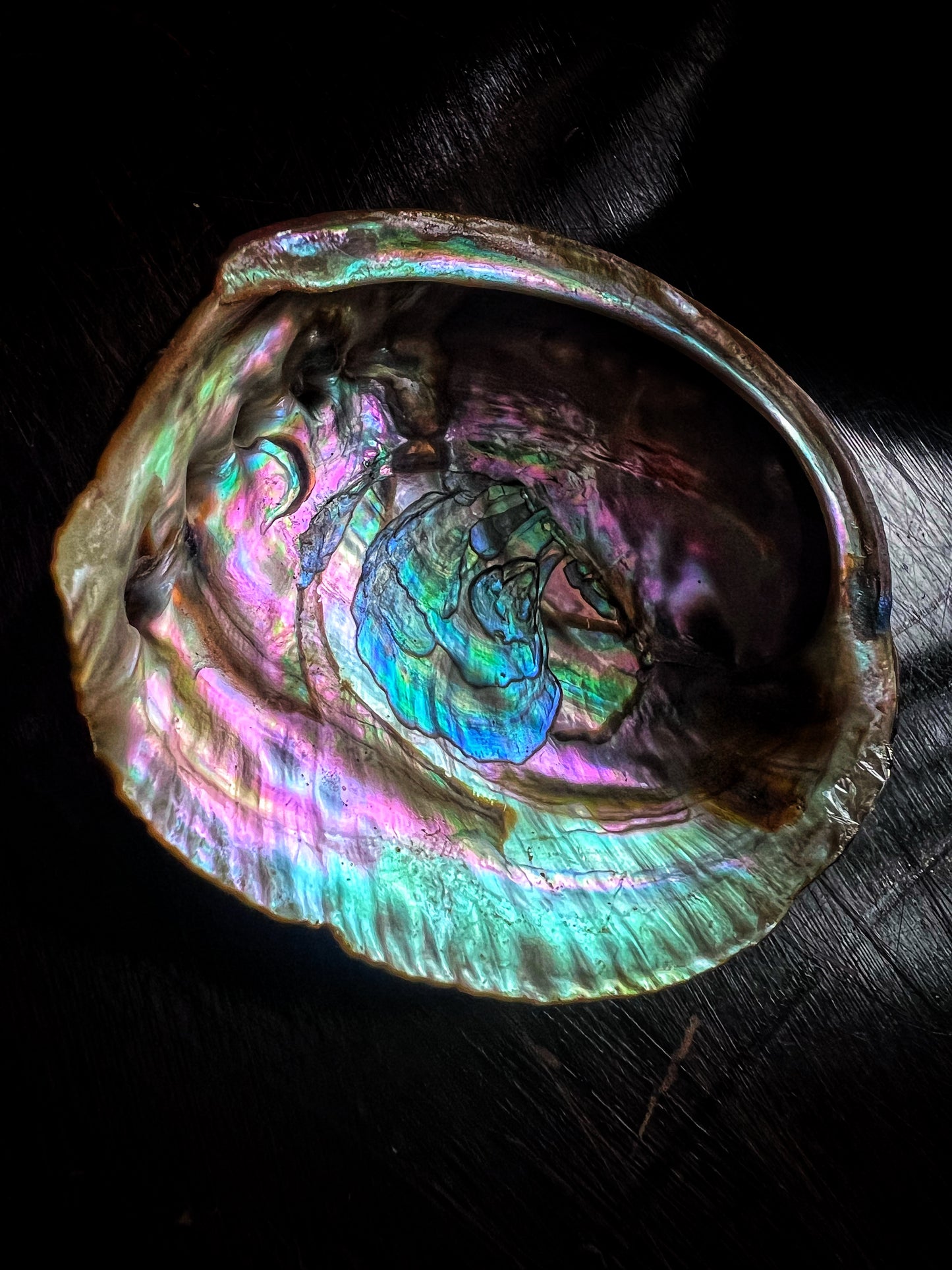 Abalone Shell 4”